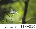 秋山郷の辛夷 5340310