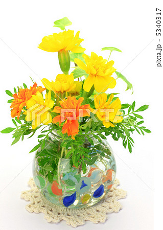 マリーゴールド 5340317