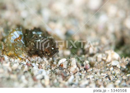 ウミテング 5340508