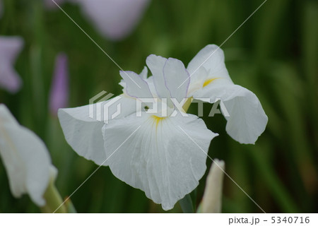 花菖蒲　武蔵川 5340716