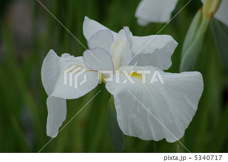 花菖蒲　武蔵川 5340717