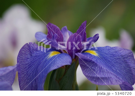 花菖蒲　潮来の夢 5340720