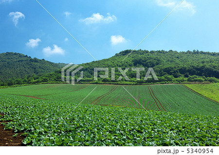 岩手　一戸町　奥中山高原 5340954