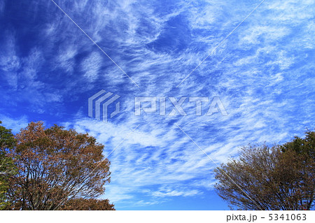 秋のイメージ　広がるスジ雲　 5341063