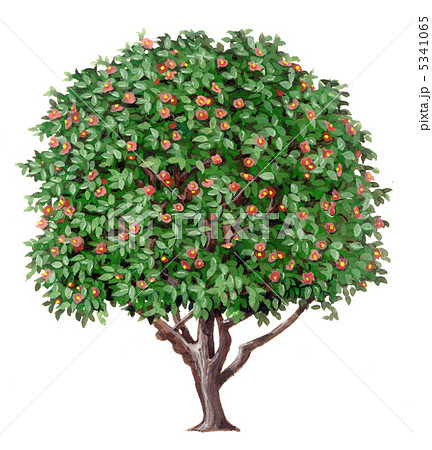 カンツバキの植物精密画 カンツバキの植物精密画 5341065