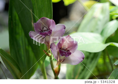 ビフレリナ・チリアンシナ（ナカジマ） 5341328