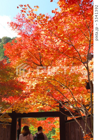 二尊院の紅葉 5341392