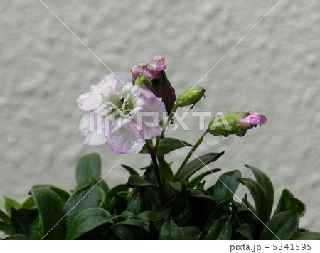 カムイビランジ 高山植物の写真素材