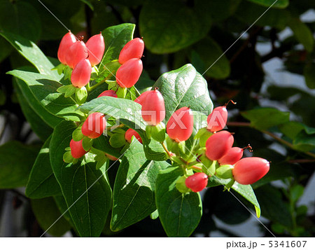 ヒペリカム/三鷹 ヒペリカム/三鷹 5341607