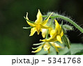 トマトの花　とまと 5341768