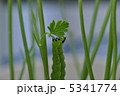 イタリアンパセリを食べるアオムシ　青虫 5341774