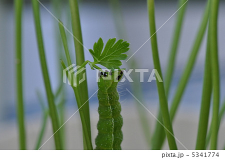 イタリアンパセリを食べるアオムシ 青虫の写真素材