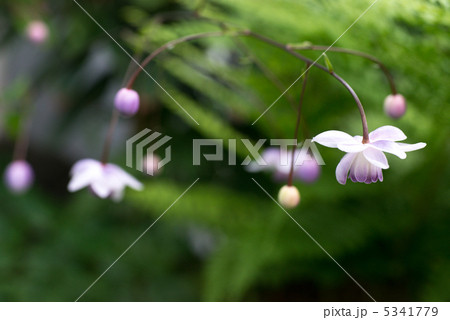 レンゲショウマ（暗い背景） 5341779