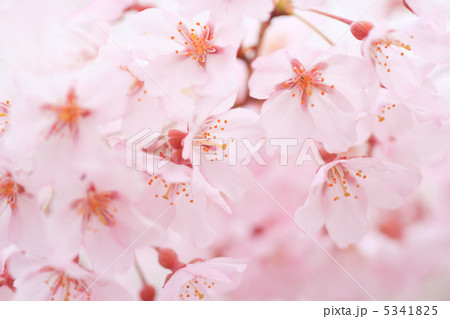 桜(エドヒガンザクラ) 桜(エドヒガンザクラ) 5341825