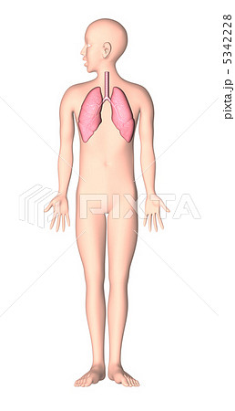 人体解剖図 肺 X線なし のイラスト素材