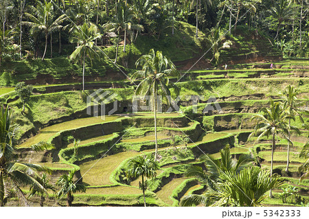 テガララン棚田 バリ島 テガララン棚田 バリ島 5342333