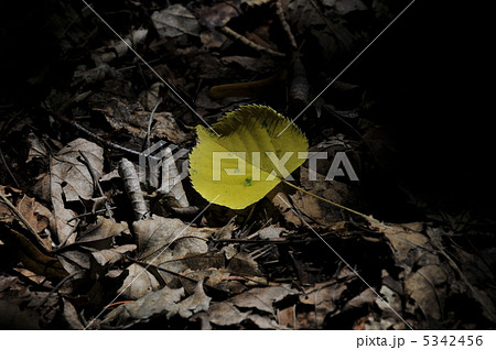 落葉 5342456