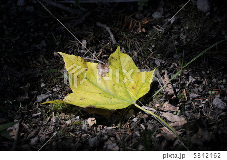 落葉 落葉 5342462