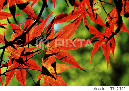 モミジ 5342502