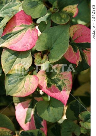 ドクダミ ドクダミ 5342538