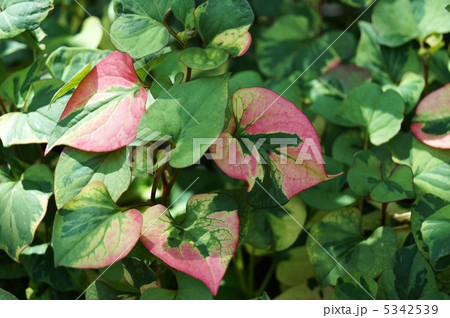 ドクダミ ドクダミ 5342539