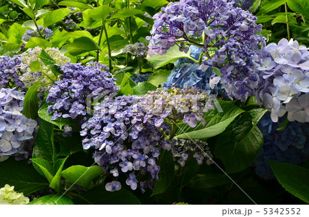 あじさい 5342552