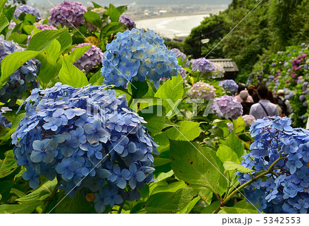 成就院のアジサイ 5342553