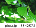 葉 5342578