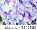 紫陽花 5342580