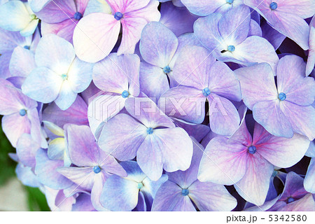 紫陽花 紫陽花 5342580