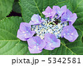 紫陽花 5342581