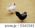 鶏　 5342583
