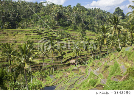 テガラランの棚田  バリ島 テガラランの棚田  バリ島 5342596