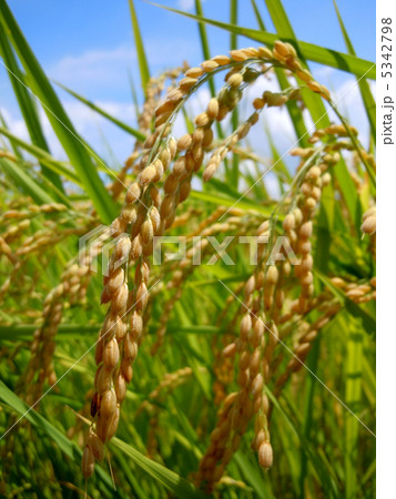 稲 5342798