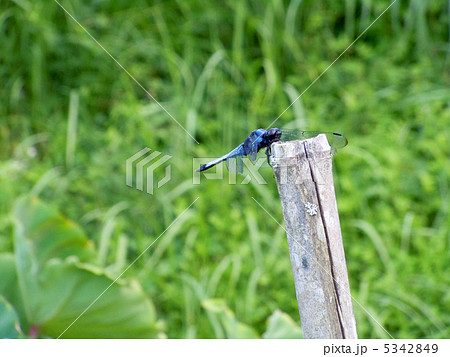 塩辛蜻蛉 5342849