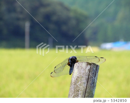 塩辛蜻蛉 5342850