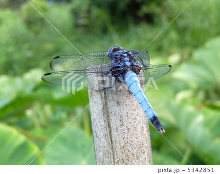 塩辛蜻蛉 5342851