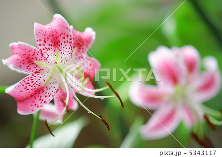 鹿の子百合・ピンク 5343117