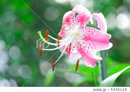 鹿の子百合・ピンク 5343119