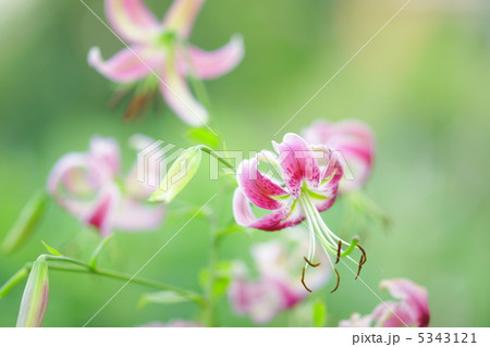 赤鹿の子百合 赤鹿の子百合 5343121