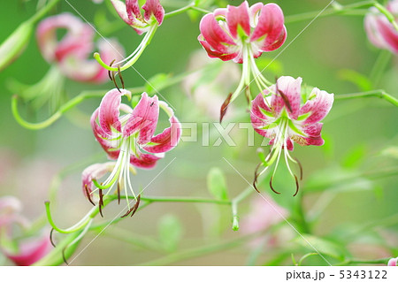 赤鹿の子百合 5343122