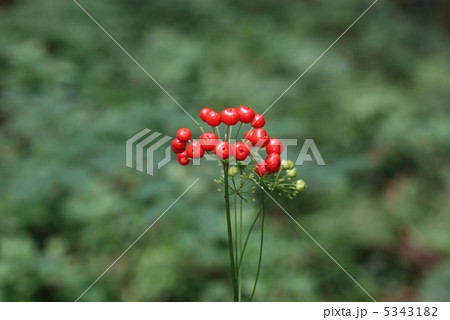 トチバニンジン果実 5343182