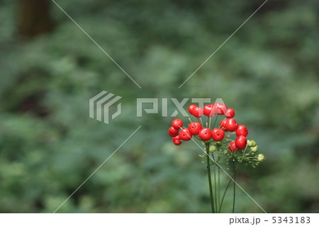 トチバニンジン果実 5343183