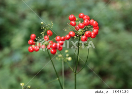 トチバニンジン果実 5343186