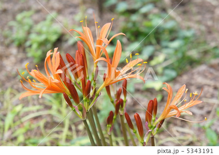 キツネノカミソリ 5343191