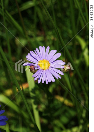 生命力に輝くネバリノギクの花１輪・縦位置 5343252