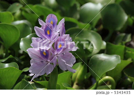 ホテイ草の花 5343435