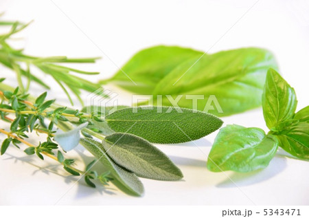 フレッシュハーブ 5343471