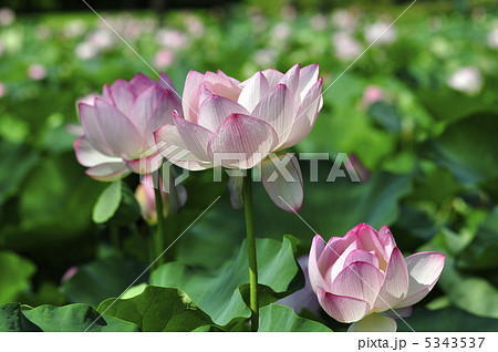 ハスの花 ハスの花 5343537