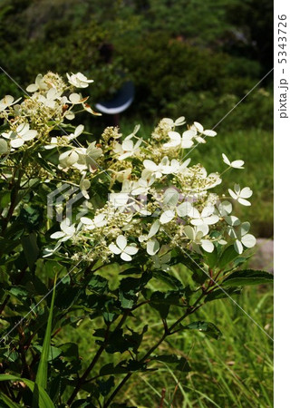 ノリウツギ（サビタ）の花・箱根大涌谷に必死に咲く・縦位置 5343726